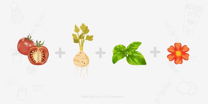 ágyásterv paradicsom, zeller, bazsalikom, büdöske