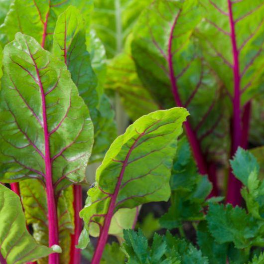 mangold vetése ősszel