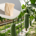 Kép 1/2 - Luffa tök vetőmag 