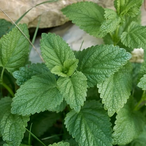 Citromfű termesztése és citromfű szörp recept