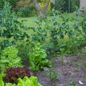 Még van teendő a kertben: májusban vethető zöldségek