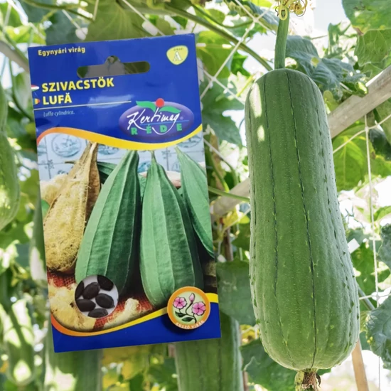 Luffa tök vetőmag - Rédei